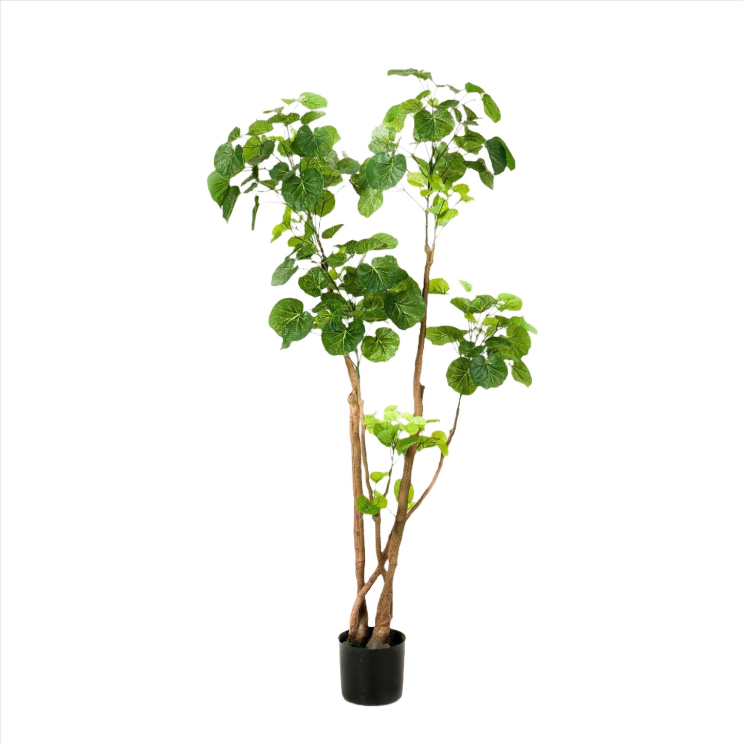 Artificial Plant - Polyscias - Aralia - 140 cm