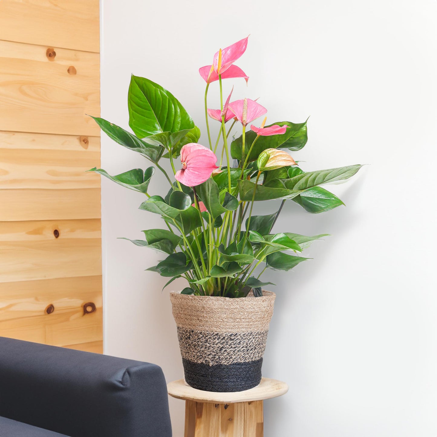 Anthurium Pink Explosion + Lisbon zwarte mand - Hoogte 55cm - Potmaat 17