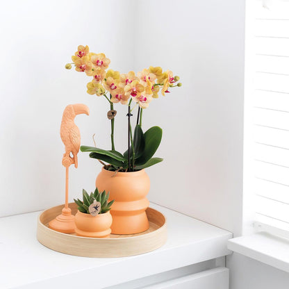 Orange Orchid Jamaica + Tower Peach Potmaat 9cm / 40cm hoogte