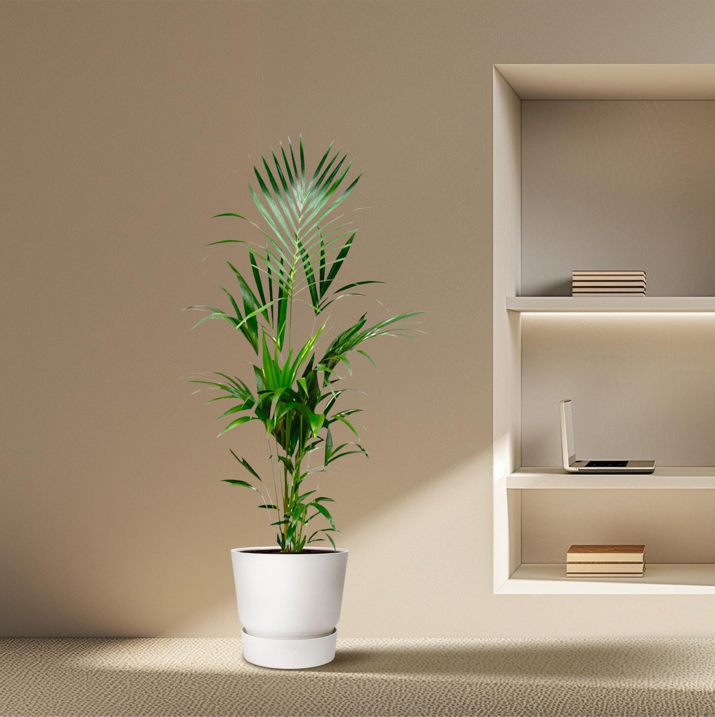 Kentia Palmboom - Hoogte 180cm - Potmaat 24