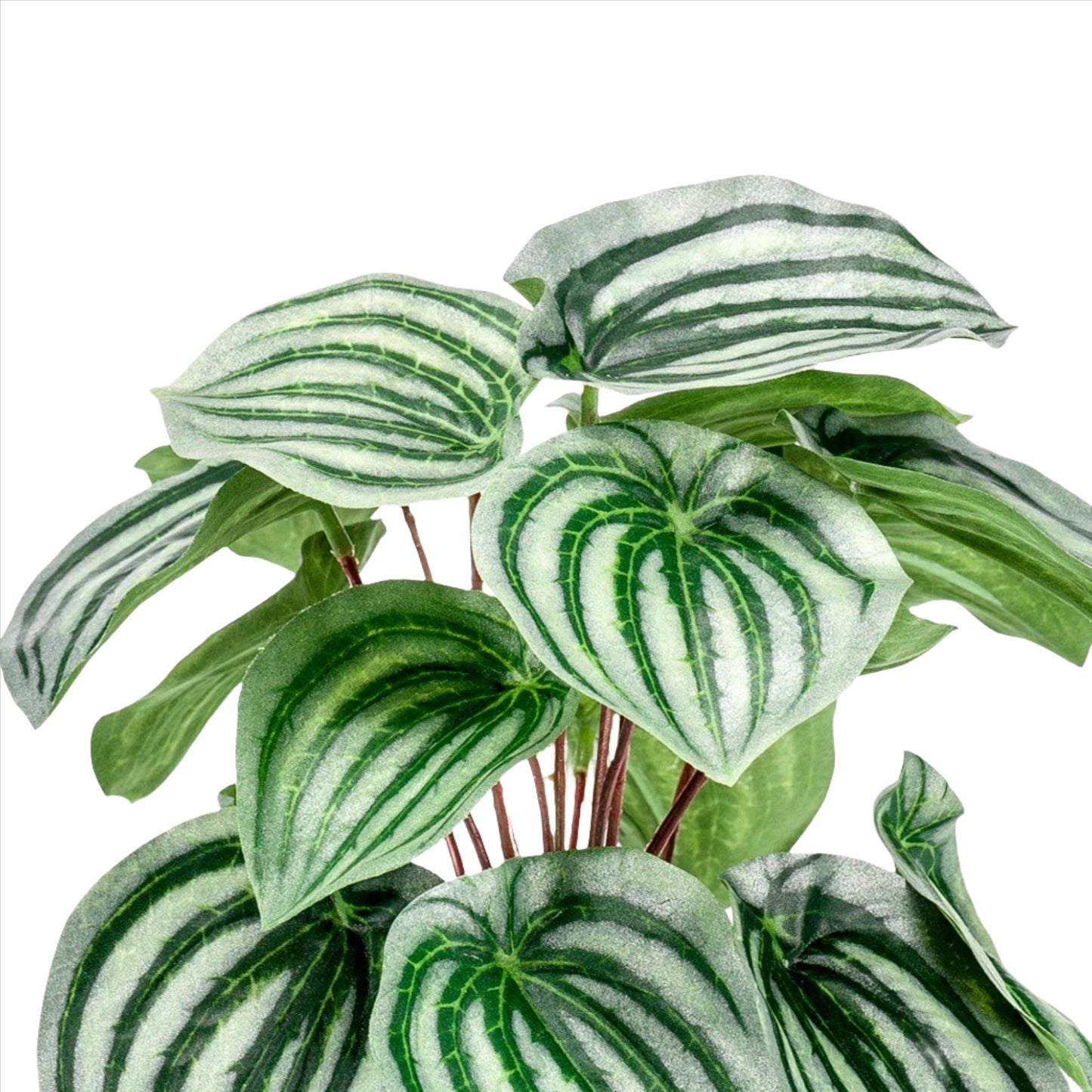 Artificial Plant - Peperomia Argyreia - Watermelon -25 cm