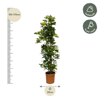 Schefflera Gold Capella struik - 160 cm - 30 cm