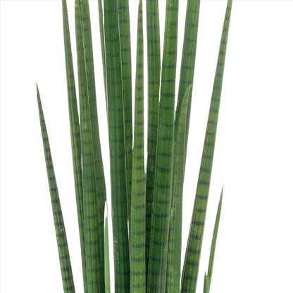 Artificial Plant - Sanseveria Cylindrica - Vrouwentong - 70 cm