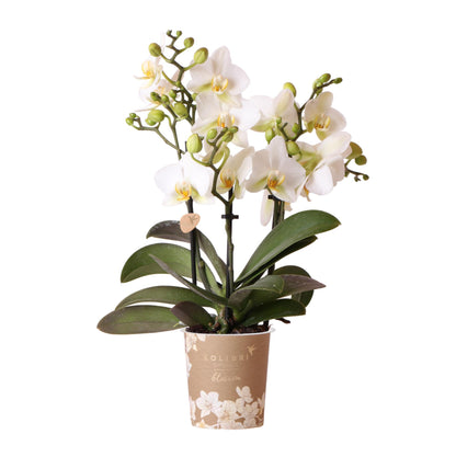 Witte Orchidee - Lausanne - potmaat 9cm