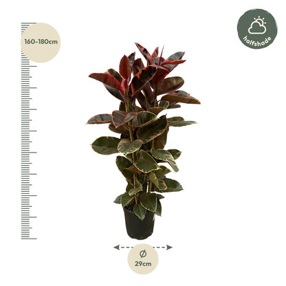 Ficus Elastica Belize Shrub - Height 170 cm - Pot size 29 cm