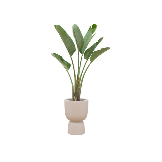 Strelitzia Augusta + Elho Pure Coupe beige 41cm - 210 cm