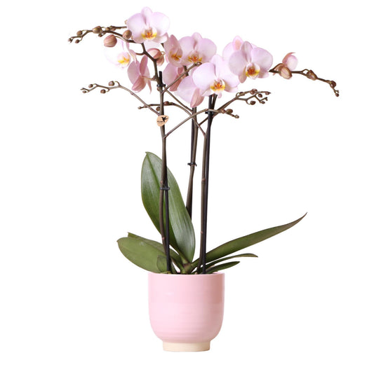 Pink Orchid in Pink Glazed Pot - Pot Size 12cm