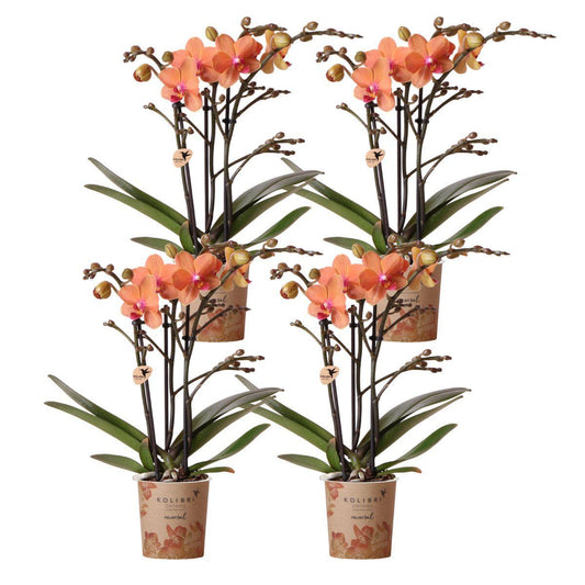 COMBI DEAL of 4 Orange Orchids - pot size 9cm