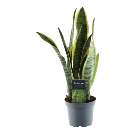 Sansevieria Laurentii - 45 cm - 12 cm