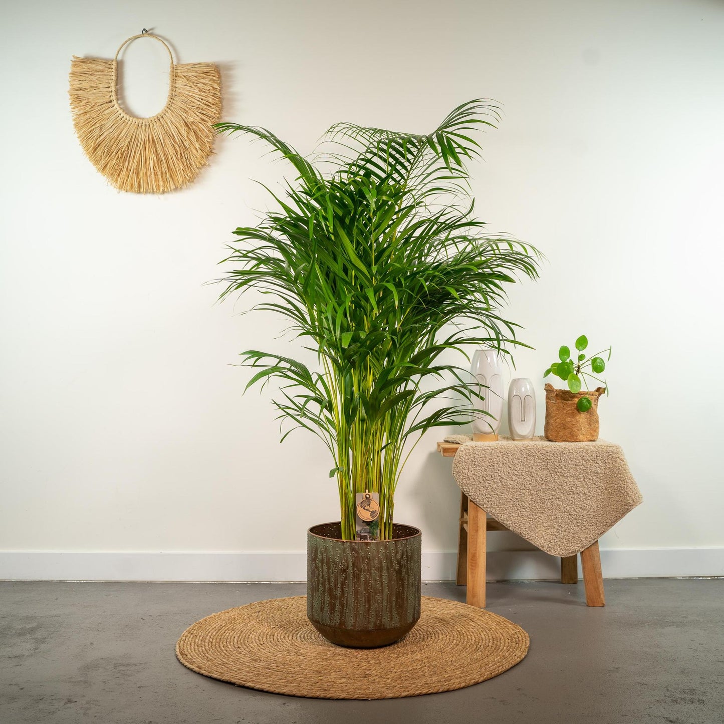 Areca Palm Tree - Height 130 cm - Pot size 24cm