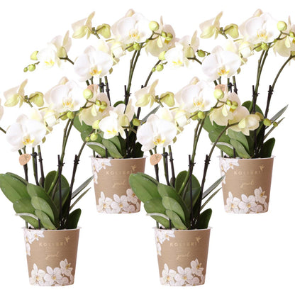 COMBI DEAL of 4 White Orchids - Ghent - pot size 12cm