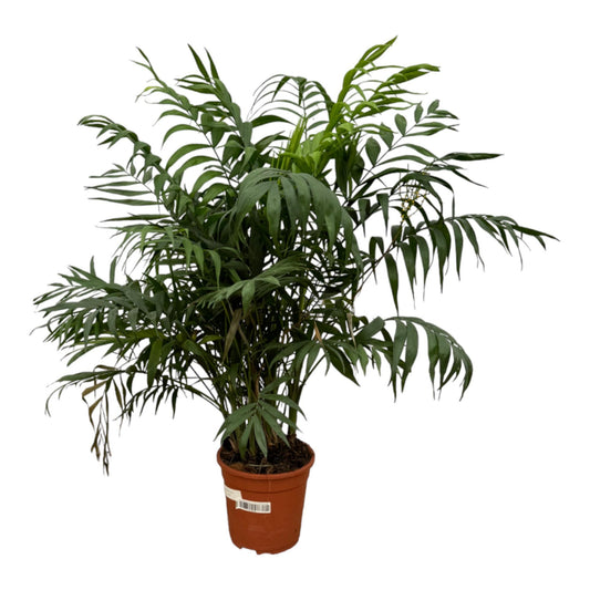 Chamaedorea Elegans- Height 100 cm - Pot size 21 cm