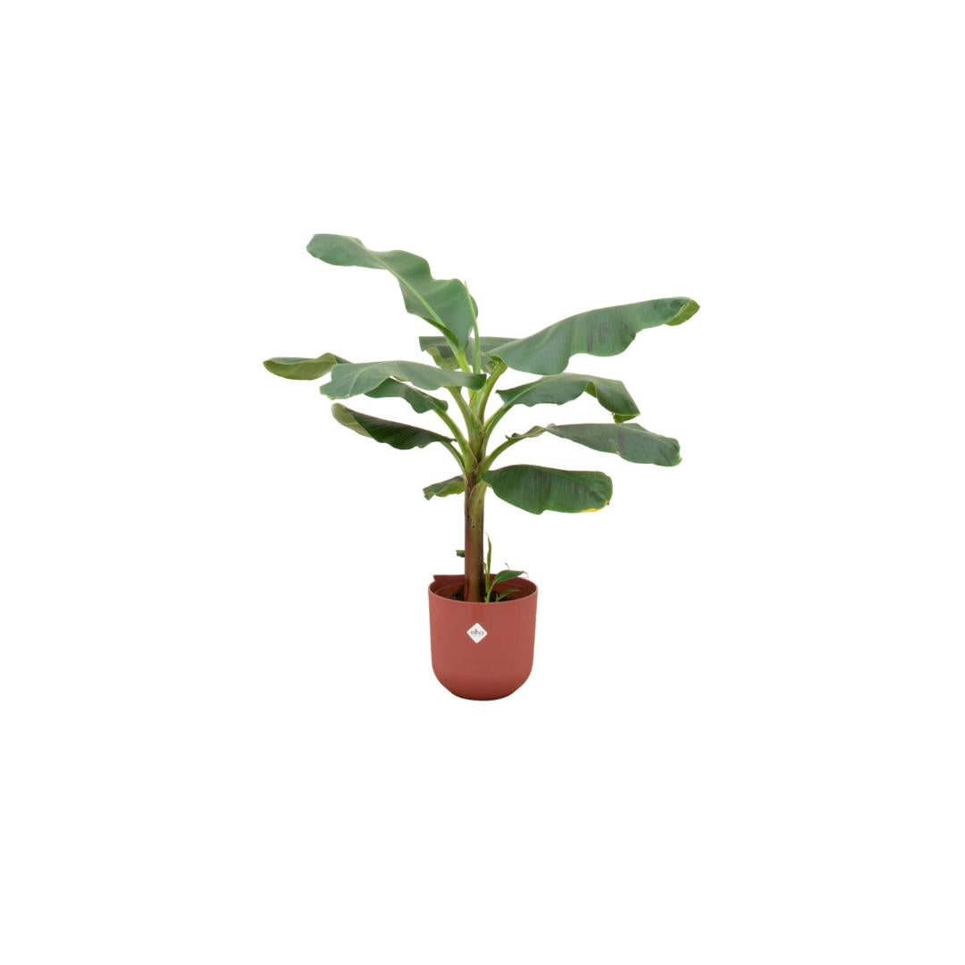 Planta de banano + Elho Jazz Redonda roja 23cm - 120cm