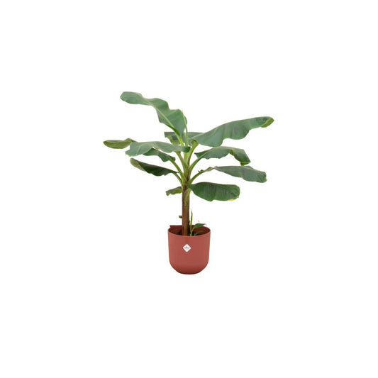 Banana Plant + Elho Jazz Round red 23cm - 120 cm