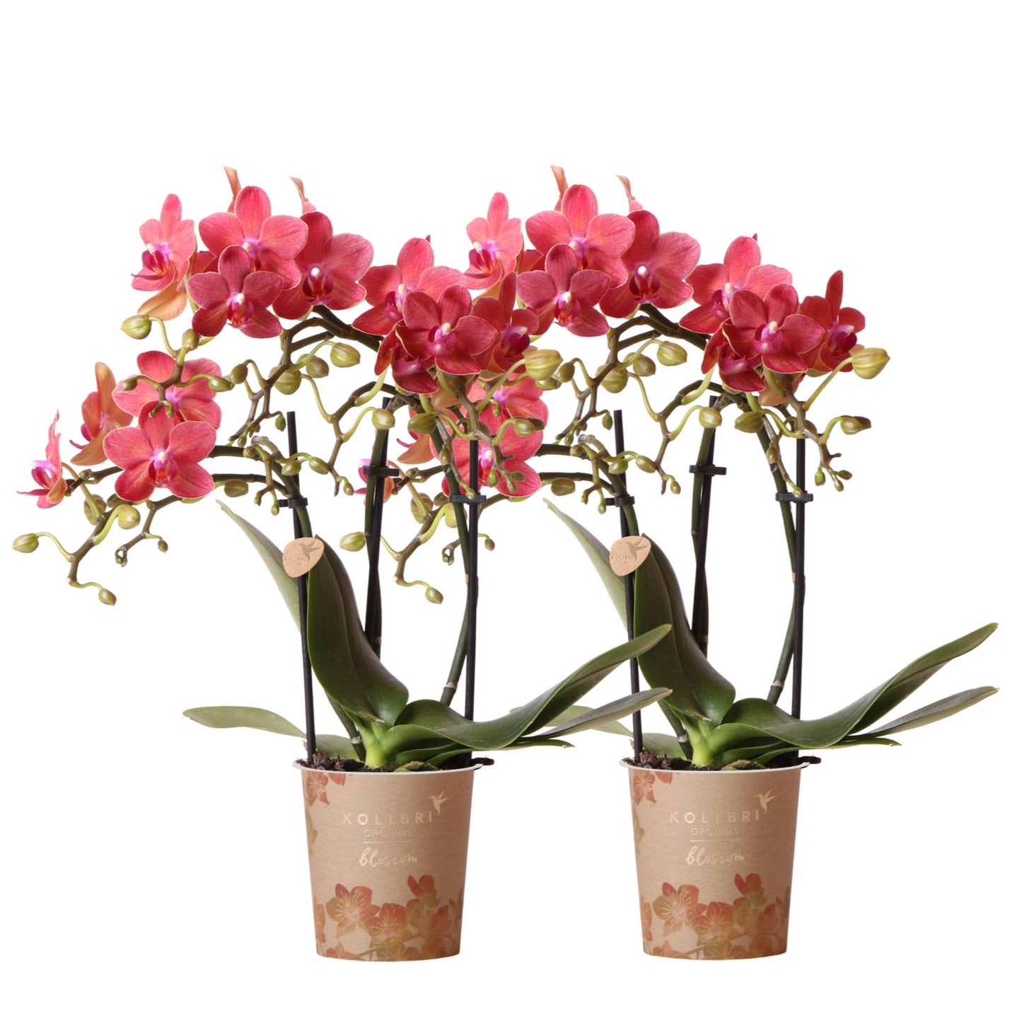 COMBI DEAL van 2 Rode Orchideeën - Congo - potmaat 9cm