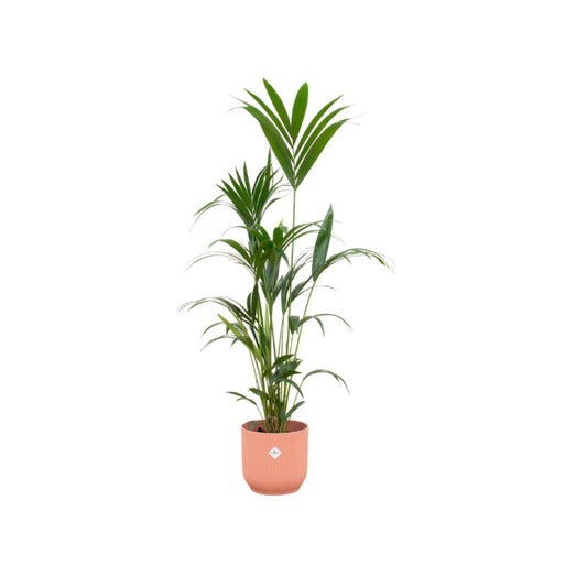 Kentia palm + Elho Vibes Fold Round roze - 160 cm - 30