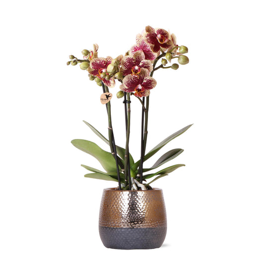 Yellow Red Orchid SPAIN + Elite copper pot size 9cm