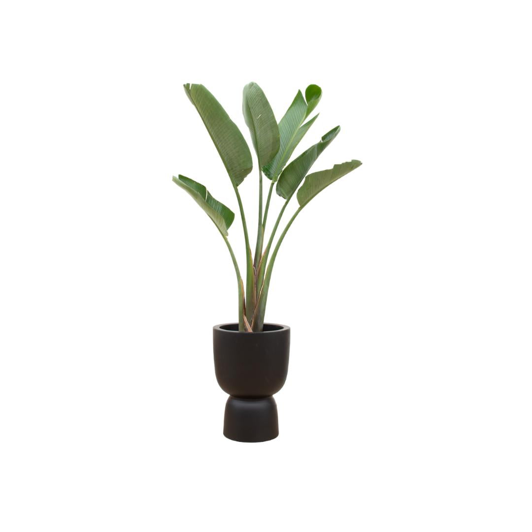 Strelitzia Augusta + elho Pure Coupe zwart 41 - 210 cm