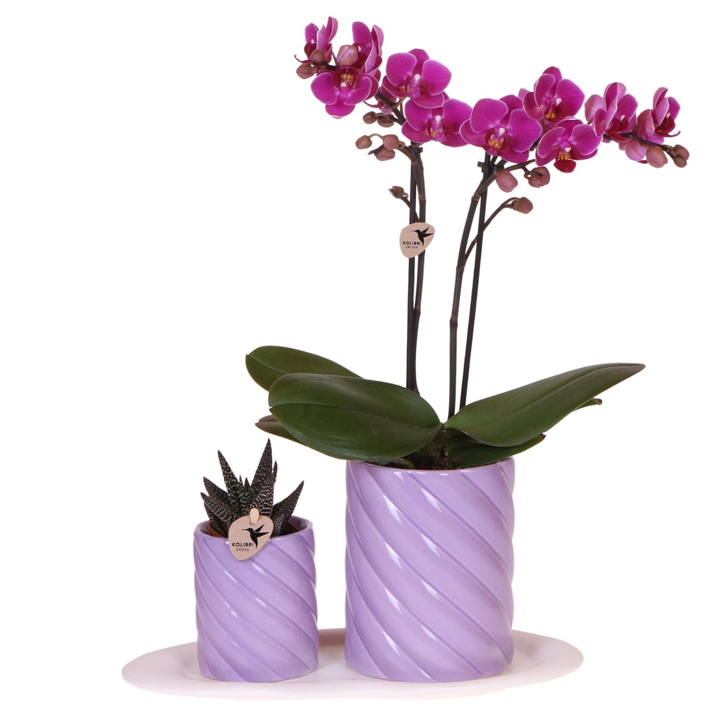 Set de regalo Optimismo con orquídea morada en macetas decorativas de caramelo sobre bandeja orgánica blanca