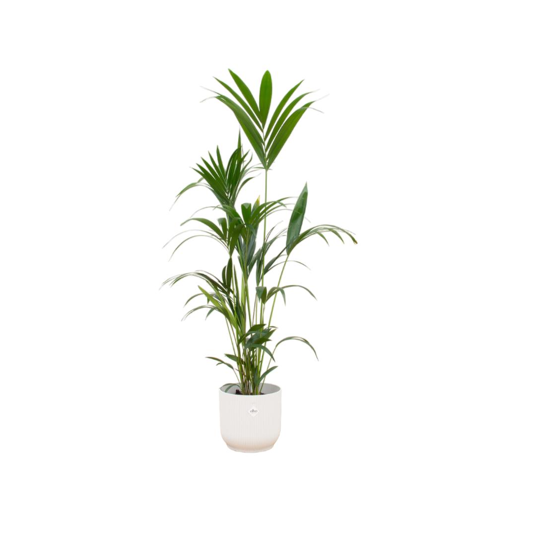 Kentia palm + elho Vibes Fold Rond wit - 160 cm - 30 cm