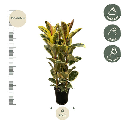 Ficus Elastica Tineke Shrub - Height 160 cm - Pot size 28 cm