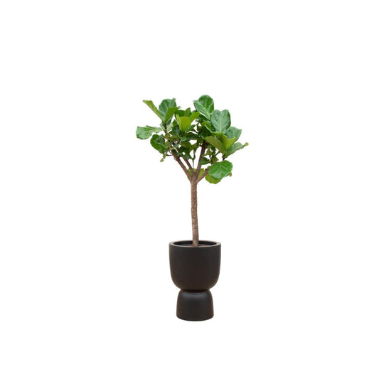 Ficus Lyrata boom + elho Pure Coupe zwart 41 - 210 cm