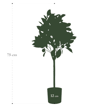 Artificial Tree - Citrus Sinensis - Orange Tree - 75 cm