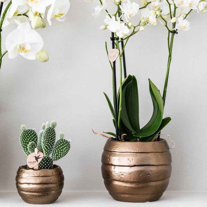 Plantenset Home Hub grijs klein - Groene planten + witte orchidee in koperkleurige sierpotten en zwarte schaal