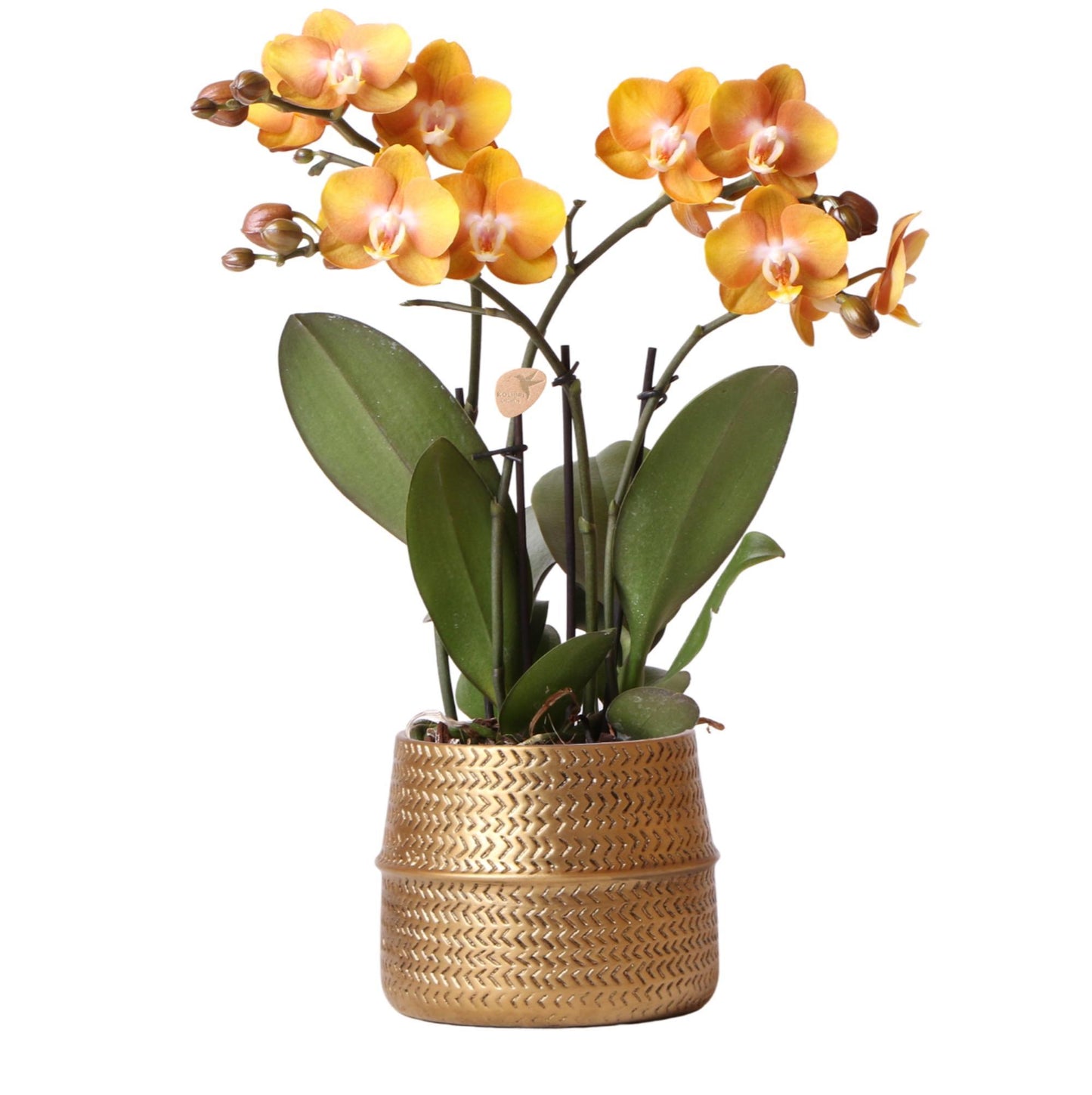 Orquídea naranja en maceta con ranuras doradas - 12 cm