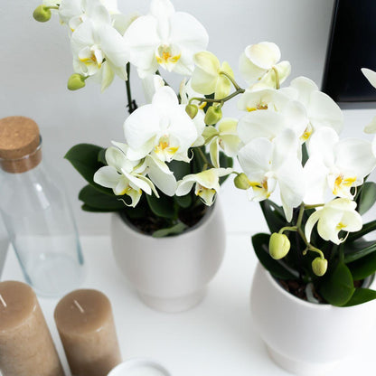 Witte Orchidee Pot Maat - Jewel Ghent + Scandic Witte Pot - Pot Maat 12cm