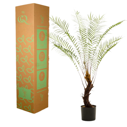 Artificial - Fern Tree - x15 -1 25cm