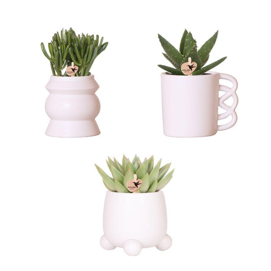 Plant set with 3 succulent mix + ceramic pots - pot size 9cm