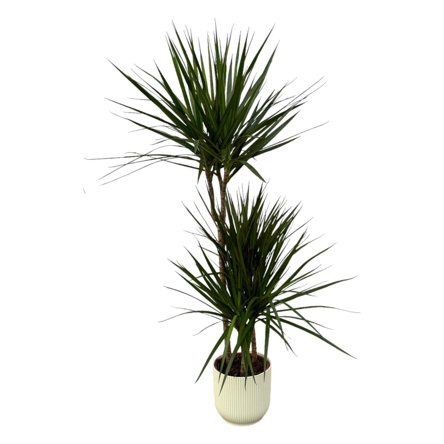 Dracaena Marginata - 120 cm - 21 cm + Elho Vibes Fold Round white D22xH20