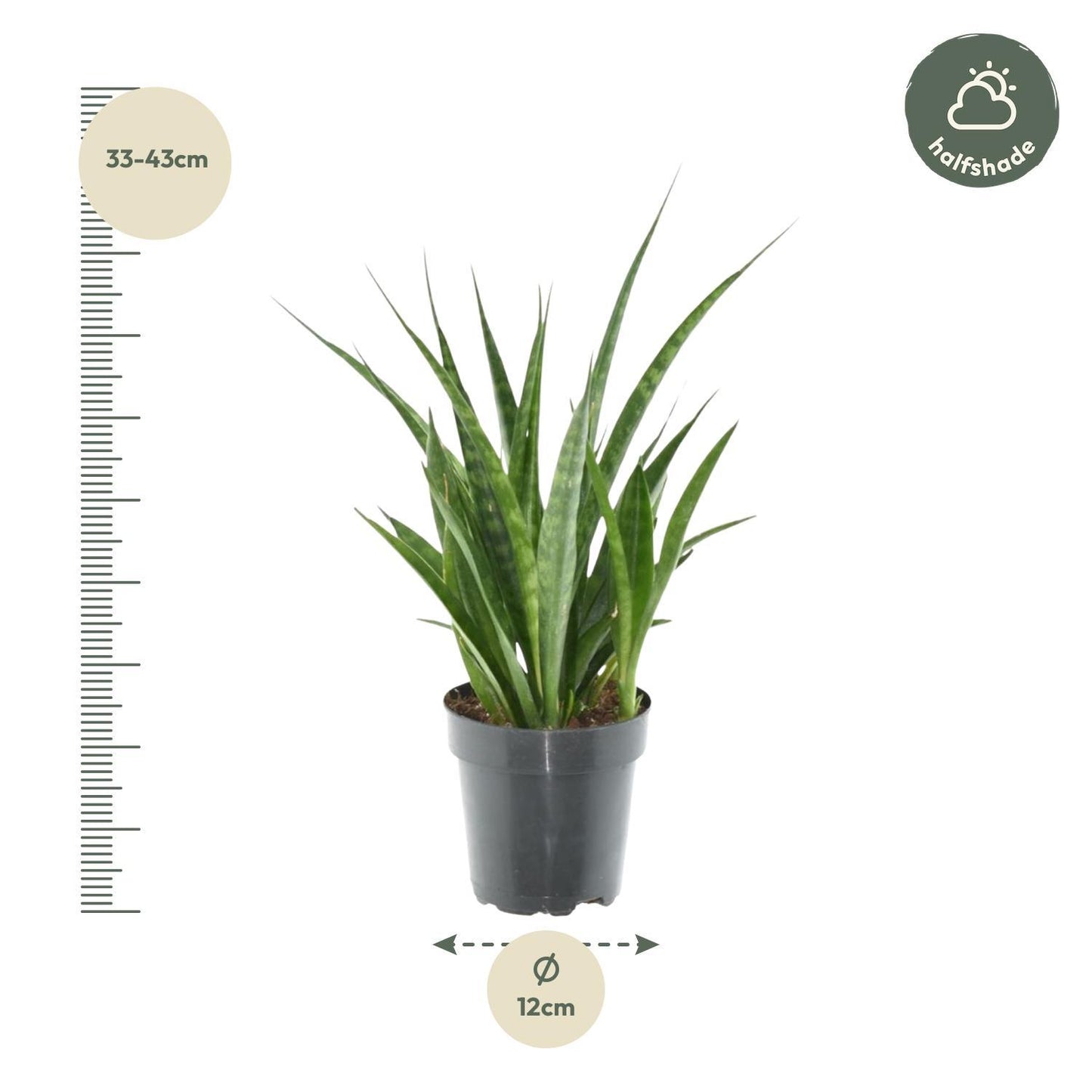 Sansevieria kirkii 'Friends' - 38 cm - 12 cm