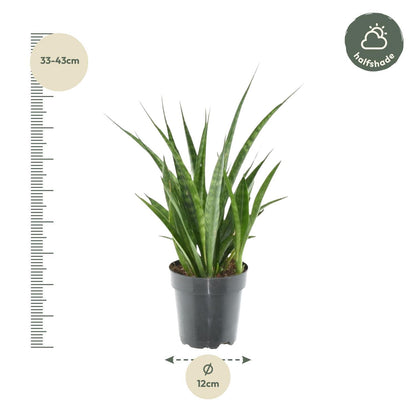 Sansevieria kirkii 'Friends' - 38 cm - 12 cm