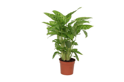 Calathea Leopardina - 40 cm - 12cm