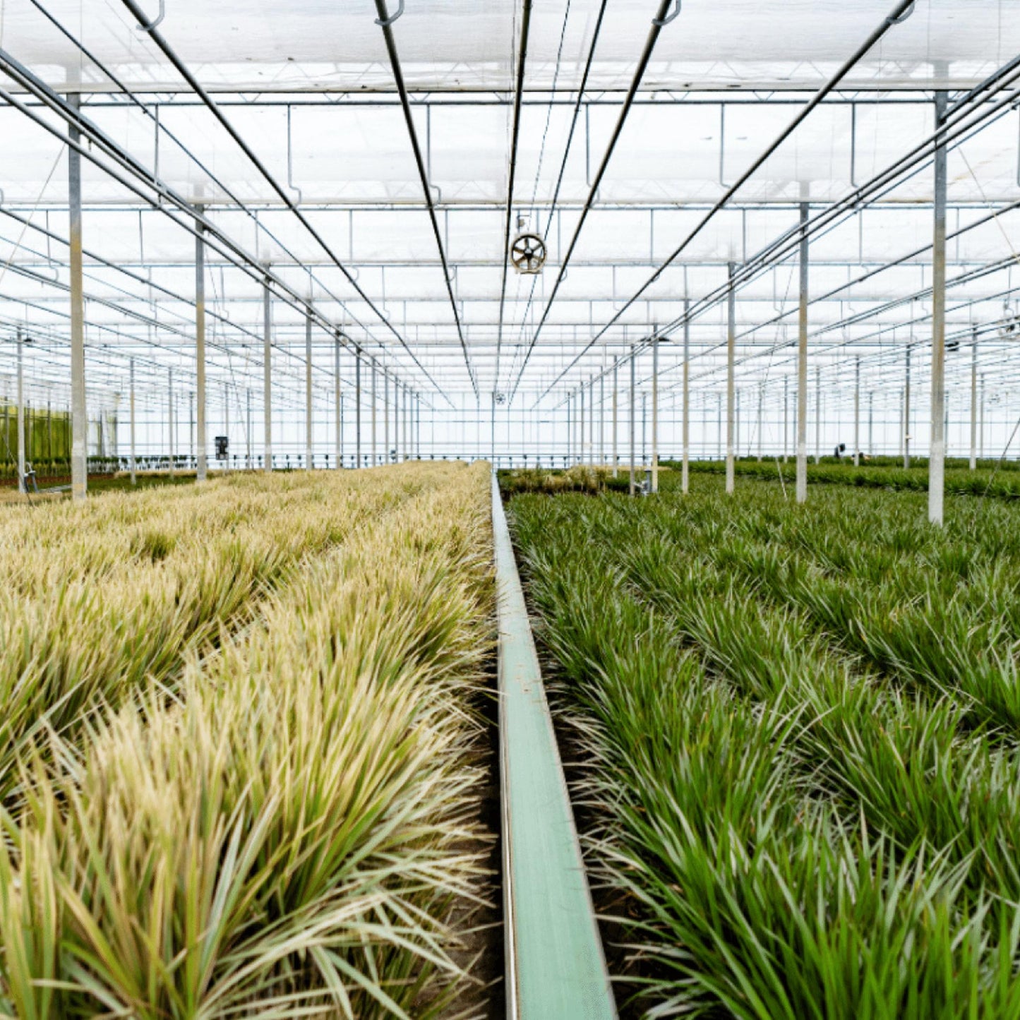 Dracaena Marginata - Hoogte 100 cm - Potmaat 19 cm