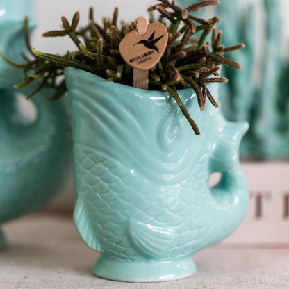 Plantenset Vis Turquoise - Set van Witte Orchidee 9cm + Groene Succulent Crassula Hobbit 6cm - incl. Turquoise Keramische Potten