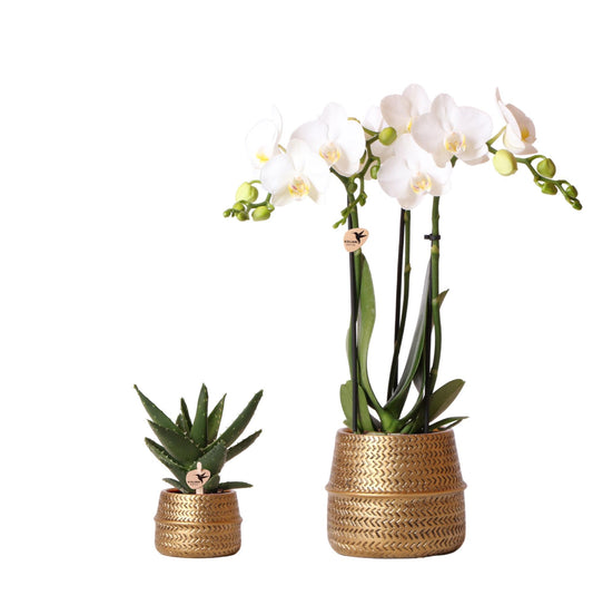 Plantenset Groove goud - Set met witte Phalaenopsis orchidee Amabilis 9cm + groene plant Succulent Aloe Brevifolia 6cm + gouden keramische sierpotten