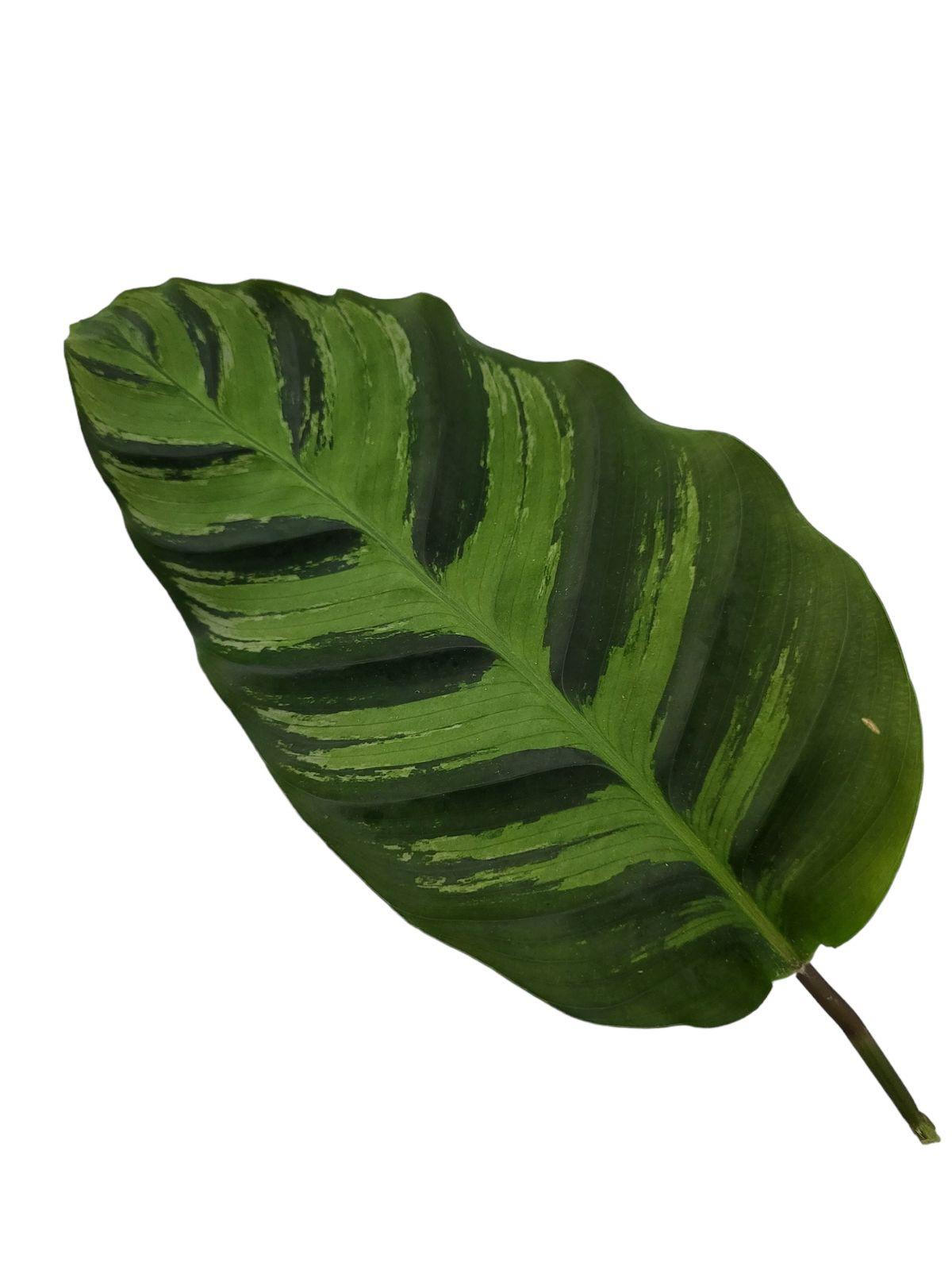 Calathea Groenster - 40 cm - 12 cm