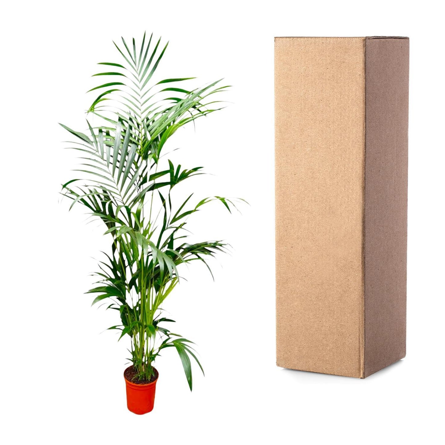 Kentia Palmboom - Hoogte 200 cm - Potmaat 24