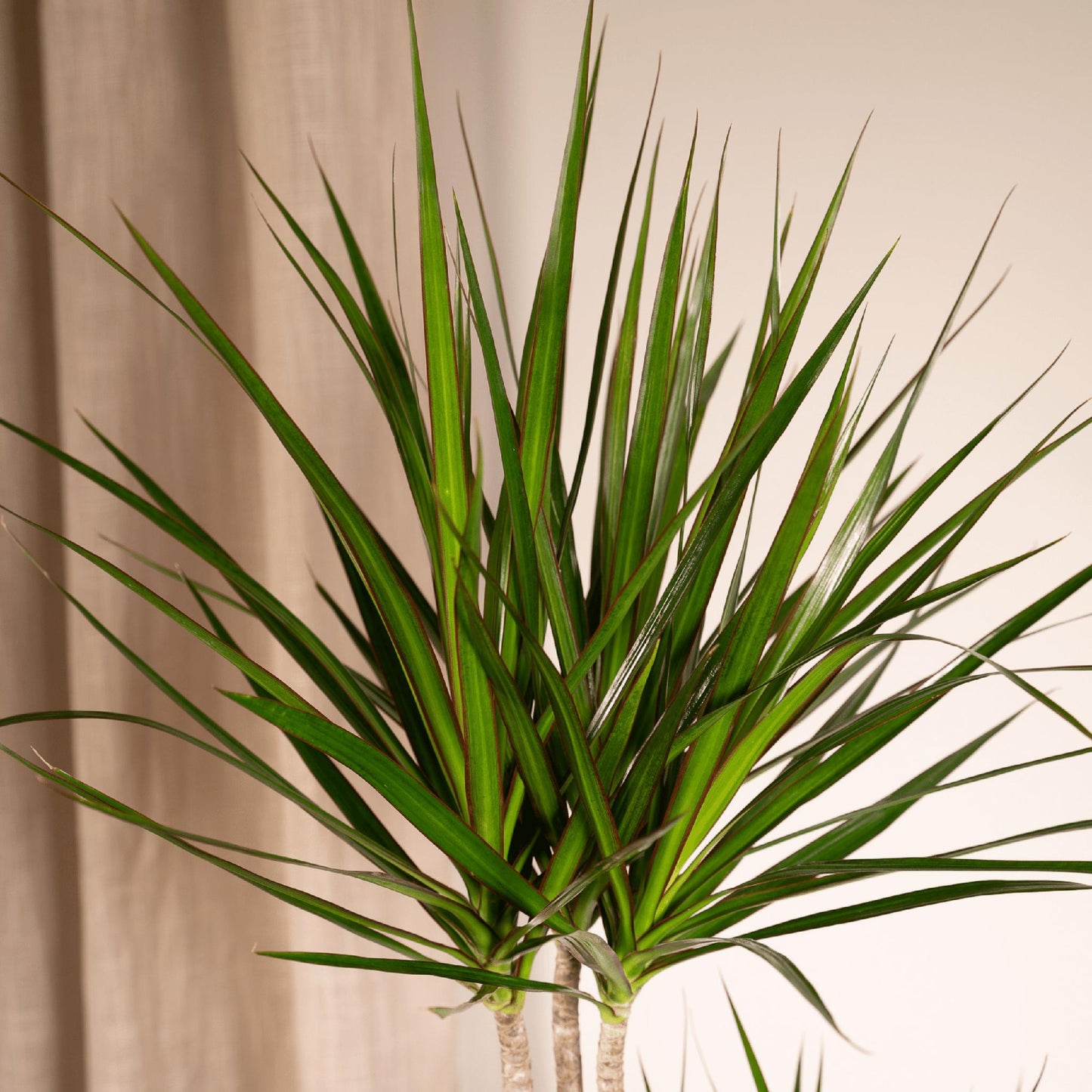 Dracaena Marginata - Hoogte 100 cm - Potmaat 19 cm