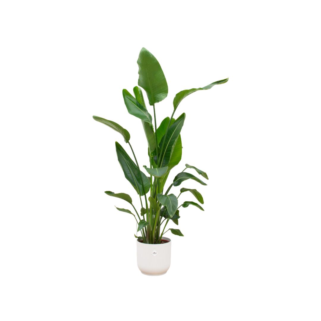 Strelitzia Nicolai +  Elho Vibes Fold Round white - 160 cm - 30 cm