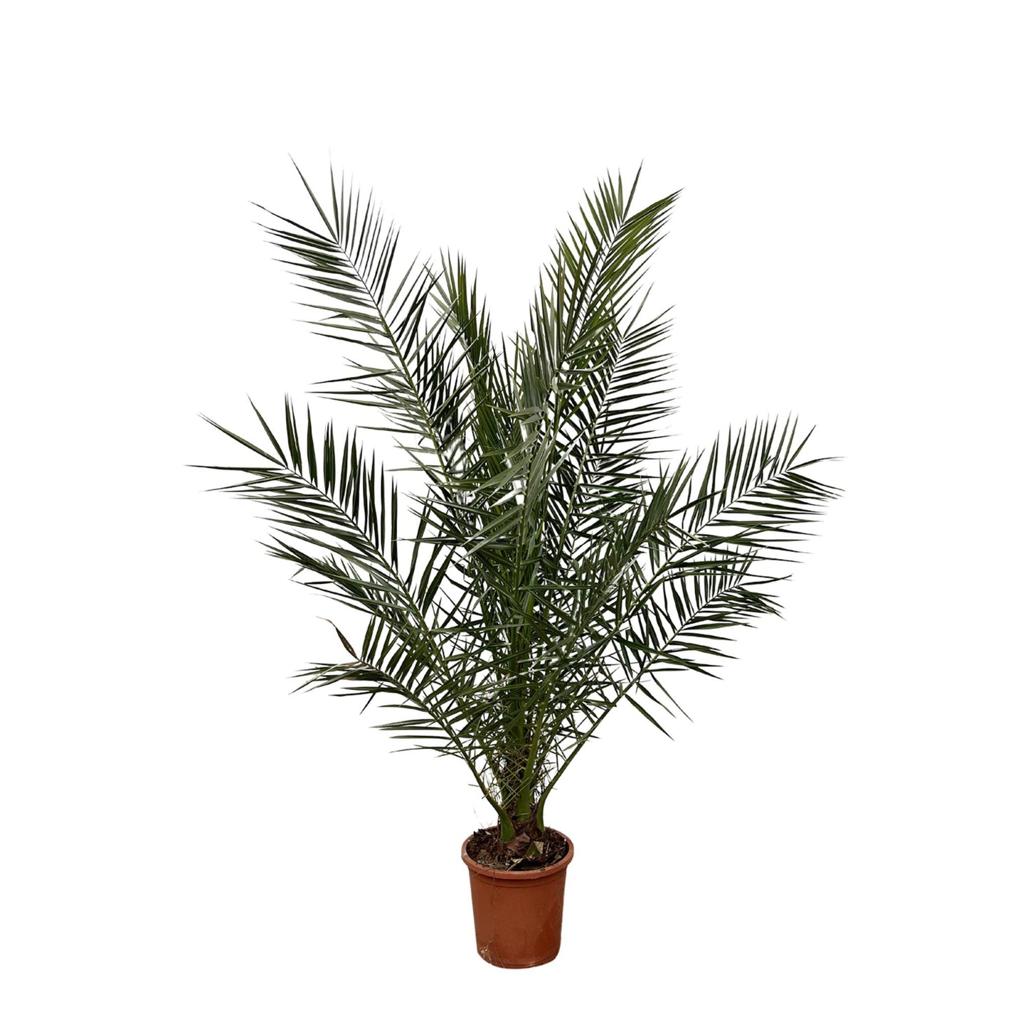 Phoenix Canariensis - 180 cm - 24 cm