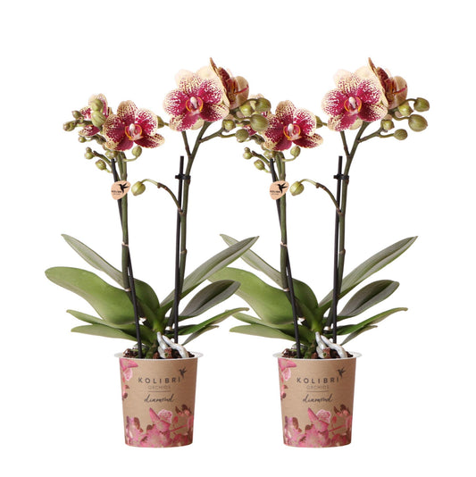 COMBI DEAL of 2 Yellow Red Orchids - Spain - pot size 9cm