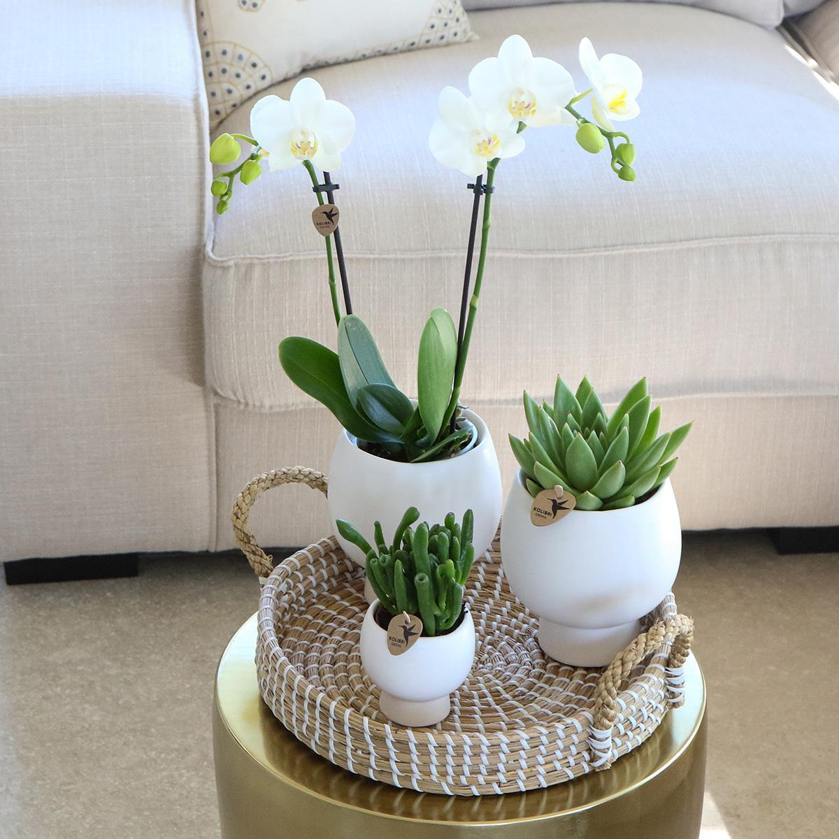 Geschenkset Scandic Wit - Plantenset met witte orchideeën en vetplanten inclusief keramische decoratieve potten