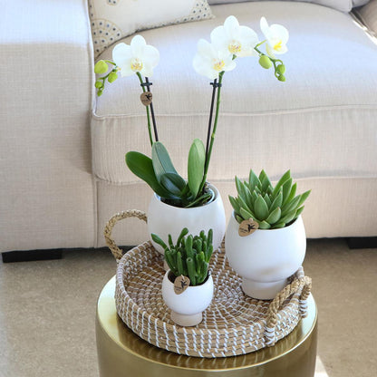 Geschenkset Scandic Wit - Plantenset met witte orchideeën en vetplanten inclusief keramische decoratieve potten