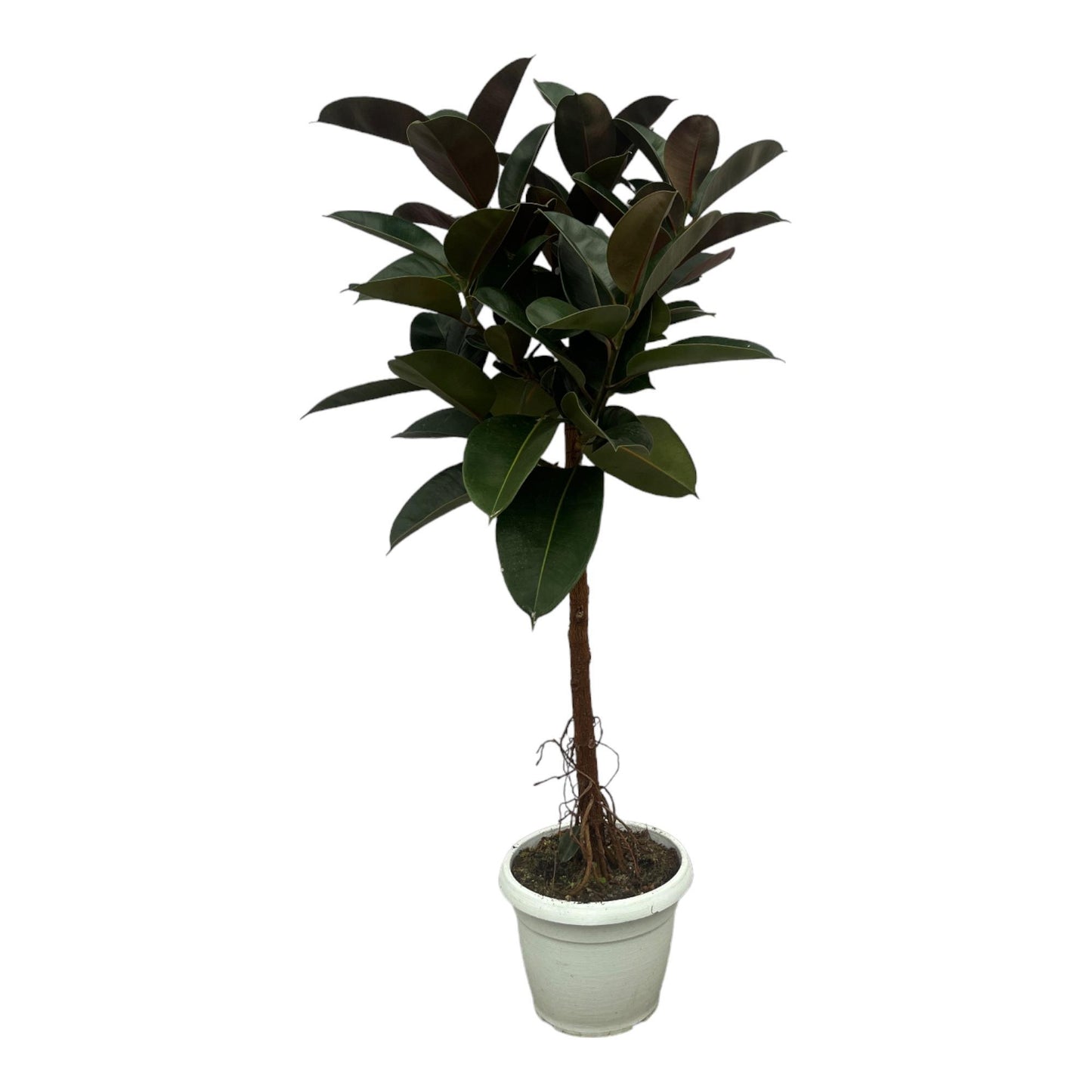 Ficus Elastica Robusta on a stem - 140 cm - 32 cm