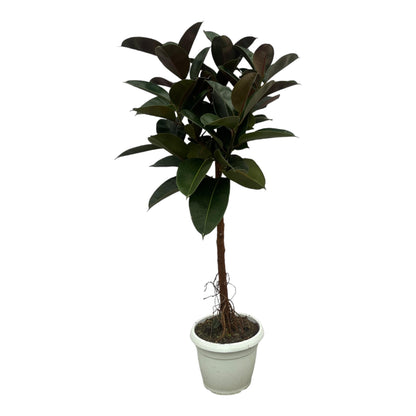 Ficus Elastica Robusta on a stem - 140 cm - 32 cm