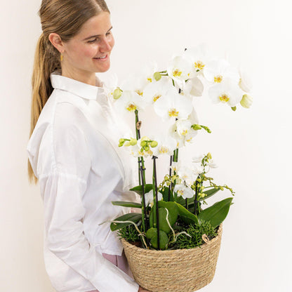 Conjunto de plantas en cesta de junco: tres orquídeas blancas y tres plantas verdes - Ramo de campo blanco + depósito de agua autosuficiente